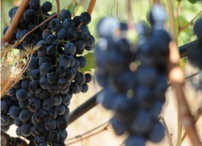 Wein Und Winzer