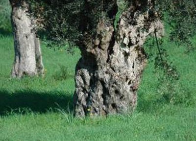 Green Event Galerie Mallorca